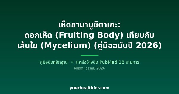 เห็ดยามาบูชิตาเกะ: ดอกเห็ด (Fruiting Body) เทียบกับ เส้นใย (Mycelium) (คู่มือฉบับปี 2026)