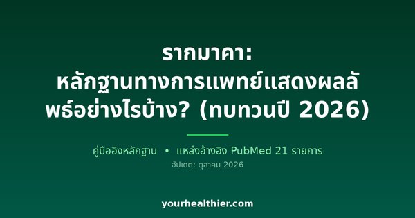 รากมาคา: หลักฐานทางการแพทย์แสดงผลลัพธ์อย่างไรบ้าง? (ทบทวนปี 2026)