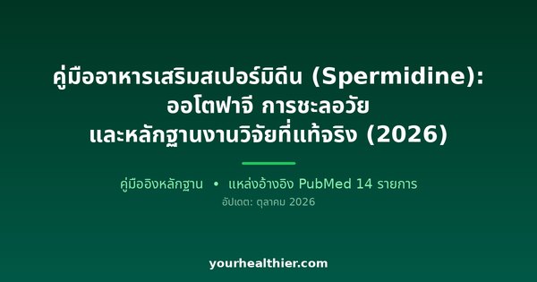 คู่มืออาหารเสริมสเปอร์มิดีน (Spermidine): ออโตฟาจี การชะลอวัย และหลักฐานงานวิจัยที่แท้จริง (2026)