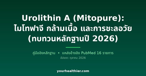 Urolithin A (Mitopure): ไมโทฟาจี กล้ามเนื้อ และการชะลอวัย (ทบทวนหลักฐานปี 2026)