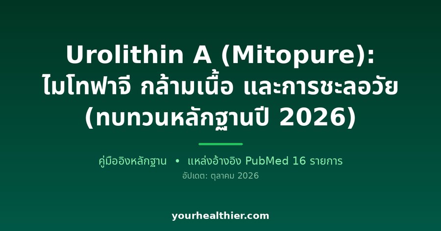 Urolithin A (Mitopure): ไมโทฟาจี กล้ามเนื้อ และการชะลอวัย (ทบทวนหลักฐานปี 2026)